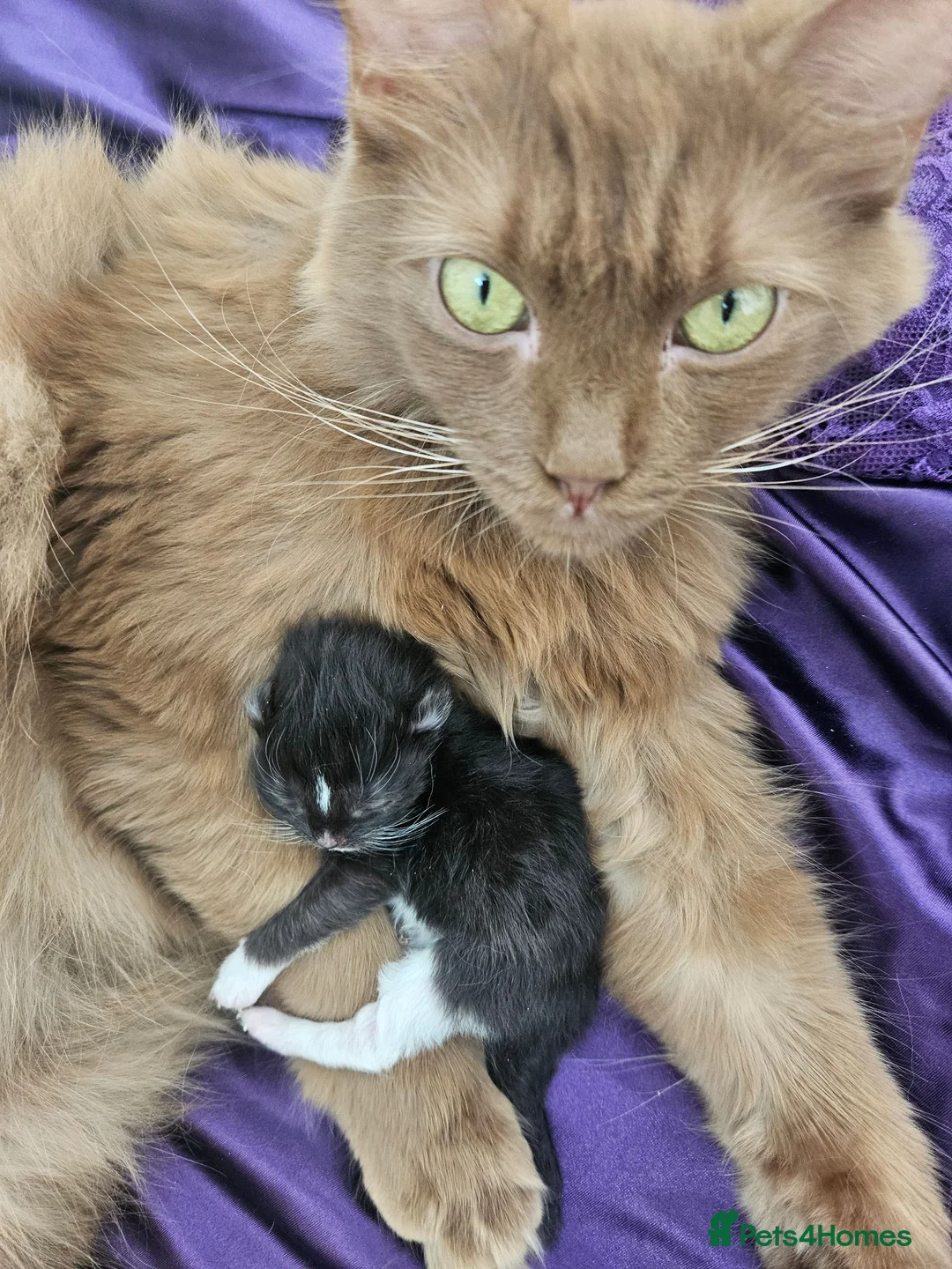 Ragdoll cats for sale: Cherubim Black Solid Mitted Girl HCM,PKD Certyfica - Advert 1