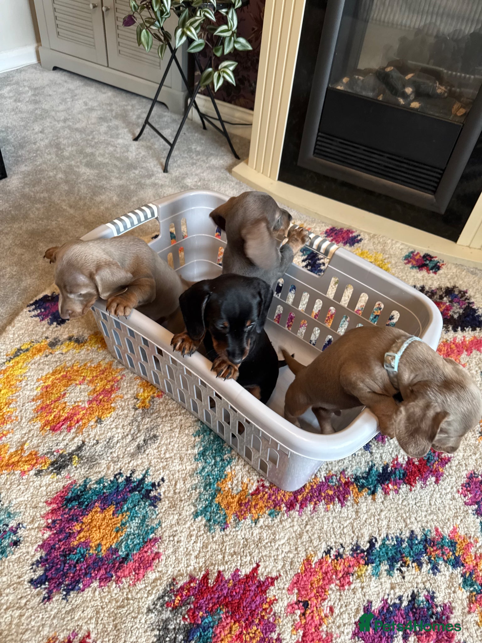 Miniature Dachshund dogs Miniature Dachshund Puppies - Advert 5