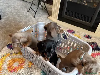 Miniature Dachshund dogs Miniature Dachshund Puppies - Advert 5