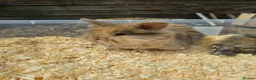 Lionhead rabbits for sale: Gorgoeus lion head babies ☁️🤍 - Advert 15