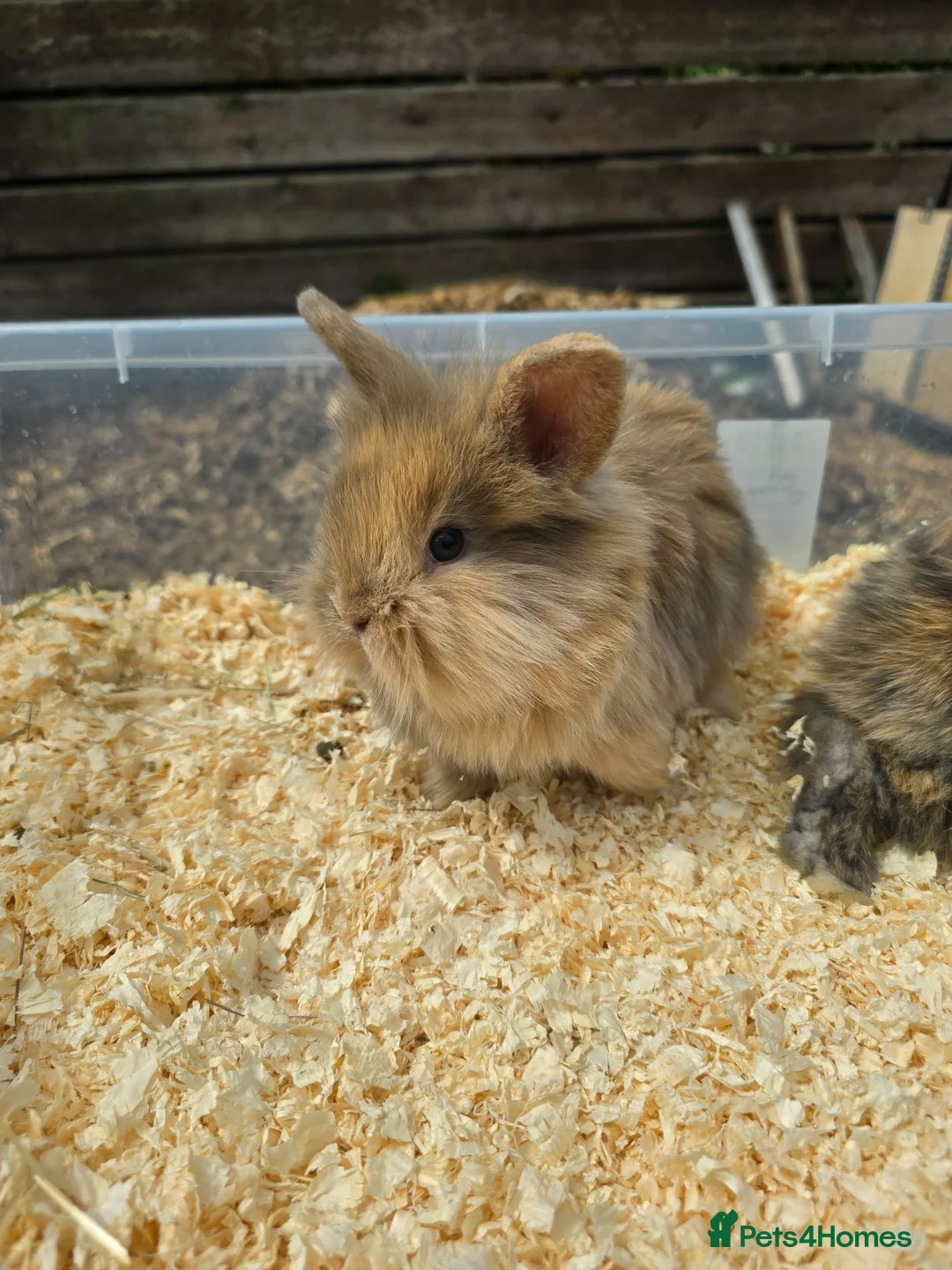 Lionhead rabbits for sale: Gorgoeus lion head babies ☁️🤍 - Advert 15