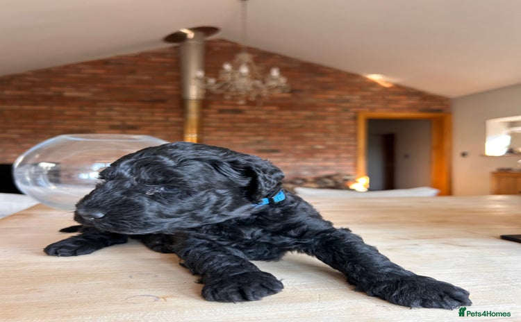 Kerry Blue Terrier dogs - Advert 1