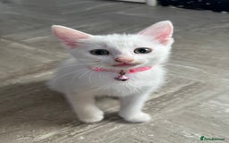Mixed Breed cats for sale: White Gray and Ragdoll Kittens - Image 28