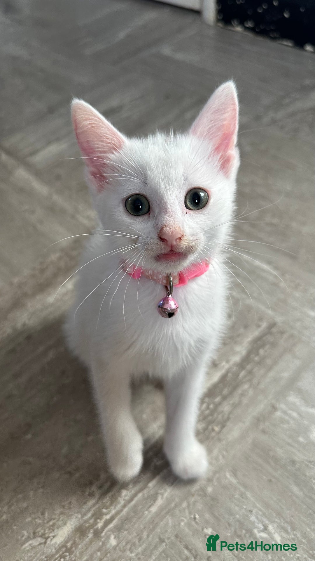Mixed Breed cats for sale: White Gray and Ragdoll Kittens - Image 28