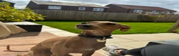 Italian Greyhound dogs for stud: STUNNING ITALIAN GREYHOUND  - Advert 18