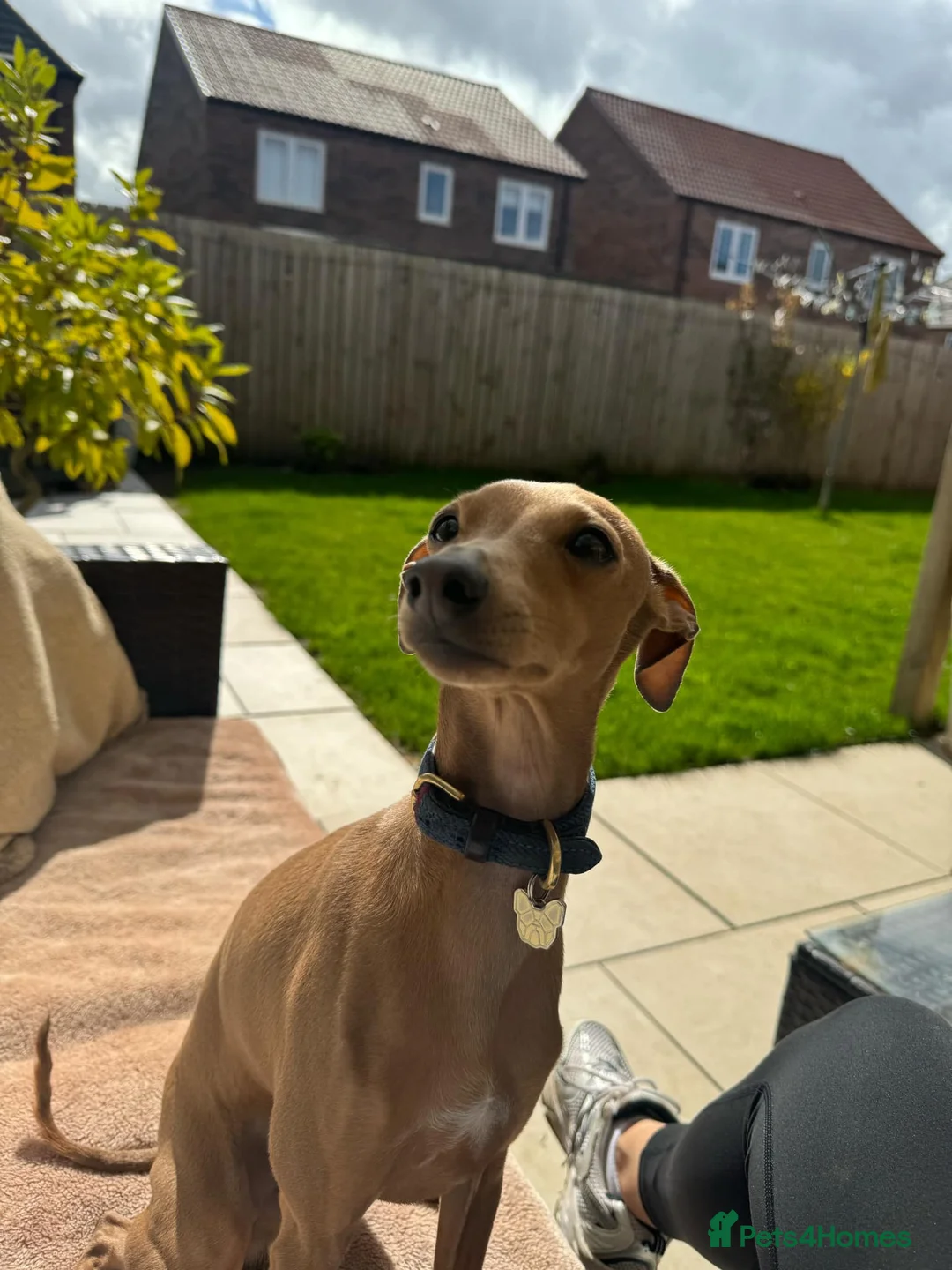 Italian Greyhound dogs for stud: STUNNING ITALIAN GREYHOUND  - Advert 18