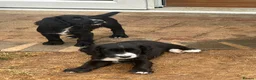 Sprocker dogs for sale: Sprocker spaniel puppies - Advert 3