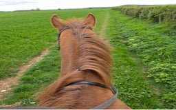 Irish Thoroughbred horses for sale: 16hh Chestnut Mare 4yrs old - Image 5