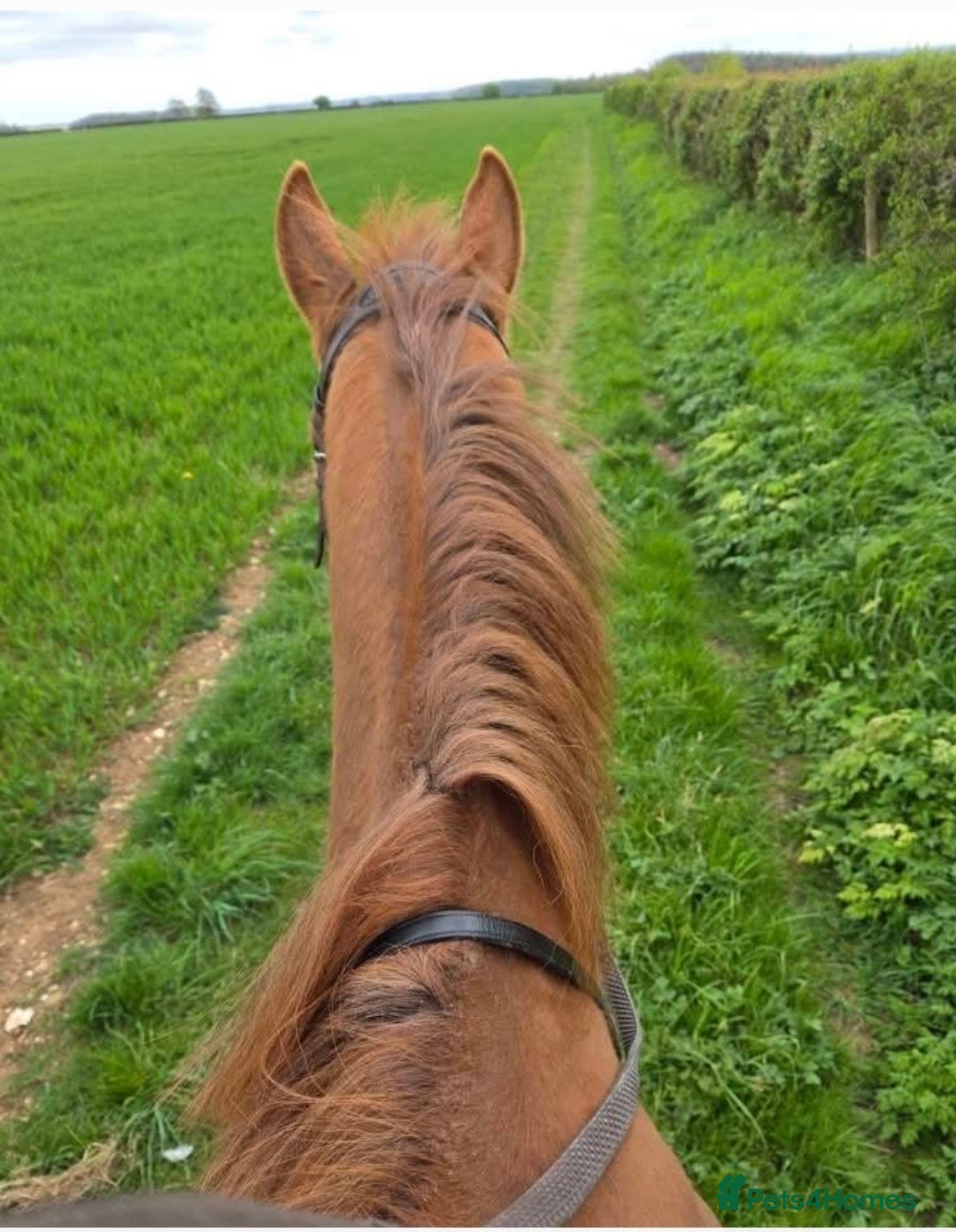 Irish Thoroughbred horses for sale: 16hh Chestnut Mare 4yrs old - Image 5