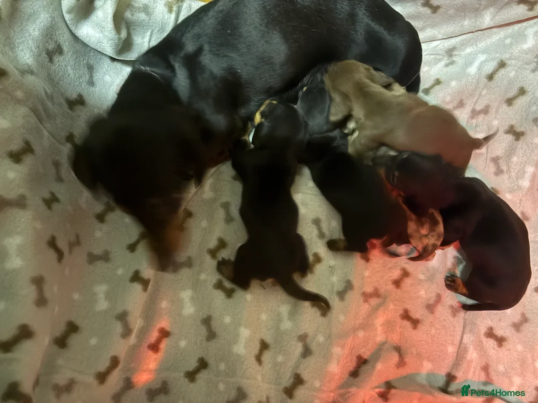 Miniature Dachshund dogs for sale: 5 Stunning dachshund puppies  - Advert 22