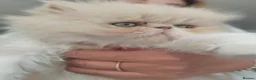 Persian cats for sale: Pure Persian Exotic Kittens/ last one girl  - Advert 8
