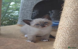 Snowshoe cats for sale: Stunning pedigree Snowshoe kittens  - Image 17
