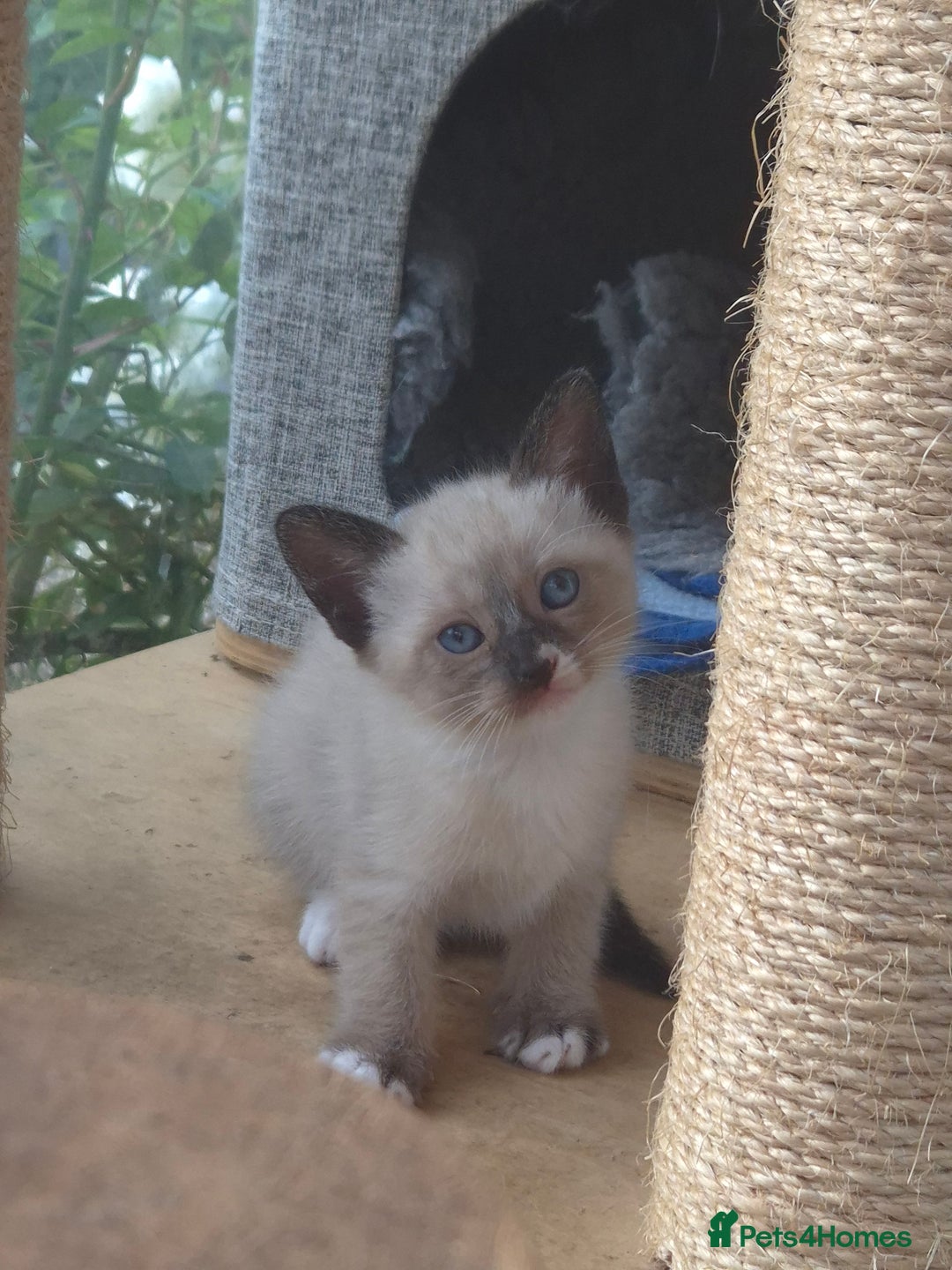 Snowshoe cats for sale: Stunning pedigree Snowshoe kittens  - Image 17