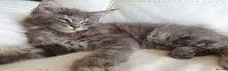 Maine Coon cats for sale: TICA Reg 2 Pure Bread Maine coon kittens - Advert 11