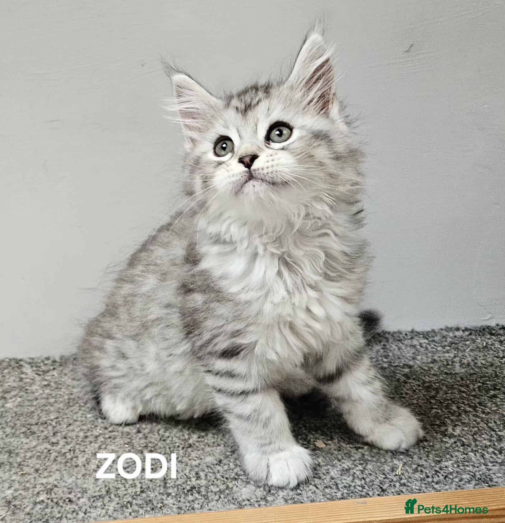 Maine Coon cats Large Maine Coon kittens regd European bloodline  - Advert 3