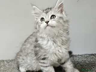 Maine Coon cats Large Maine Coon kittens regd European bloodline - Advert 3