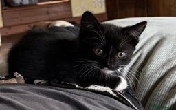 Mixed Breed cats for sale: 1 male mixed breed kitten - Image 4