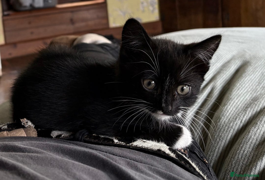 Mixed Breed cats for sale: 1 male mixed breed kitten - Image 4