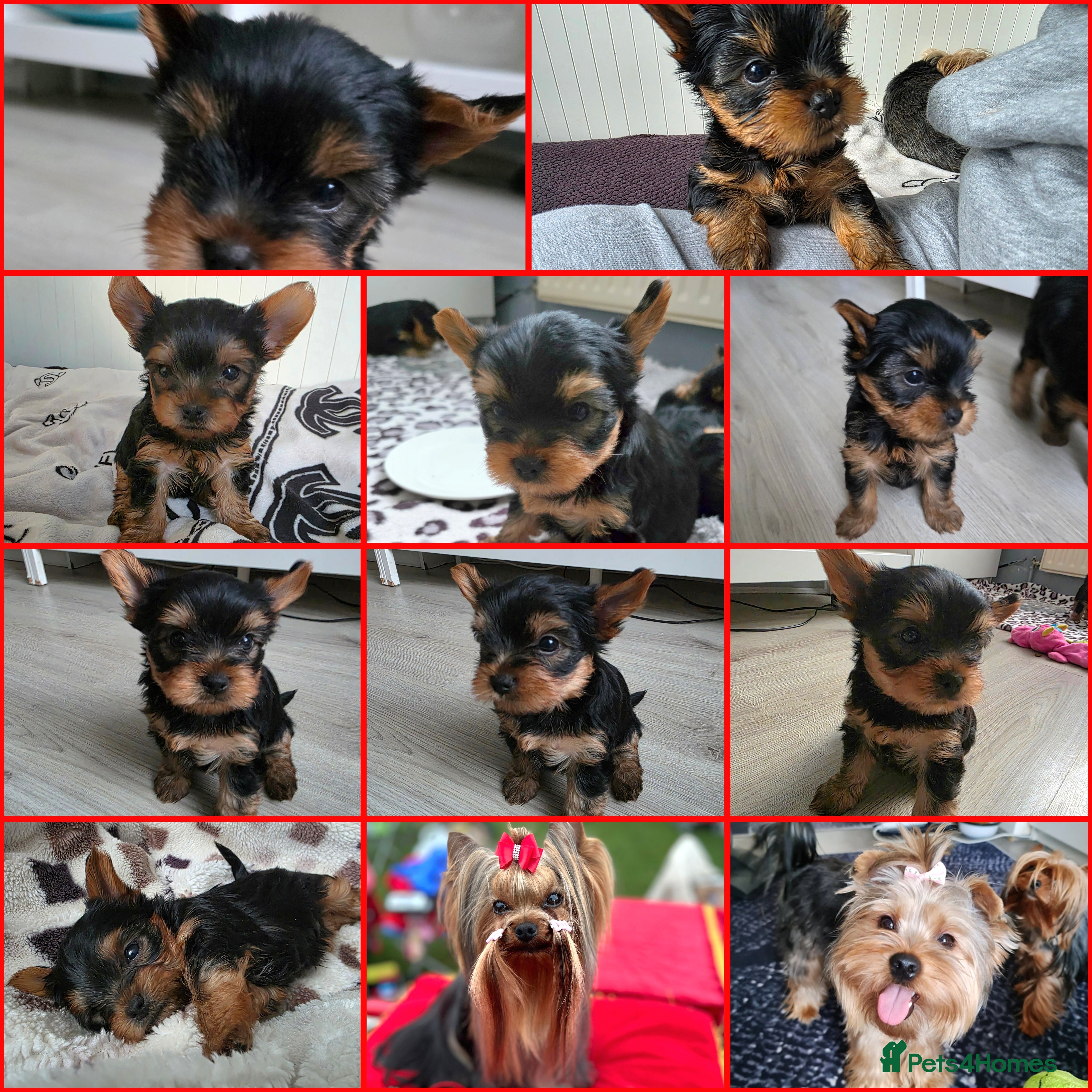 Yorkshire Terrier dogs Yorkshire Terrier,KC.Reg.5 generation Pedigree🐶🩵 - Advert 1