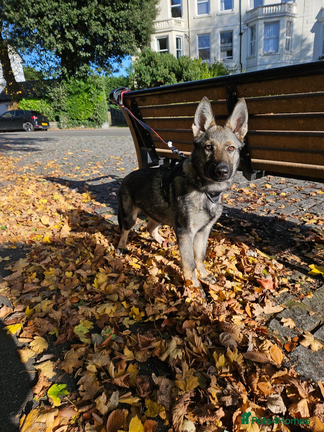 Mixed Breed dogs for sale: Czechoslovakian wolfdog  - Advert 2
