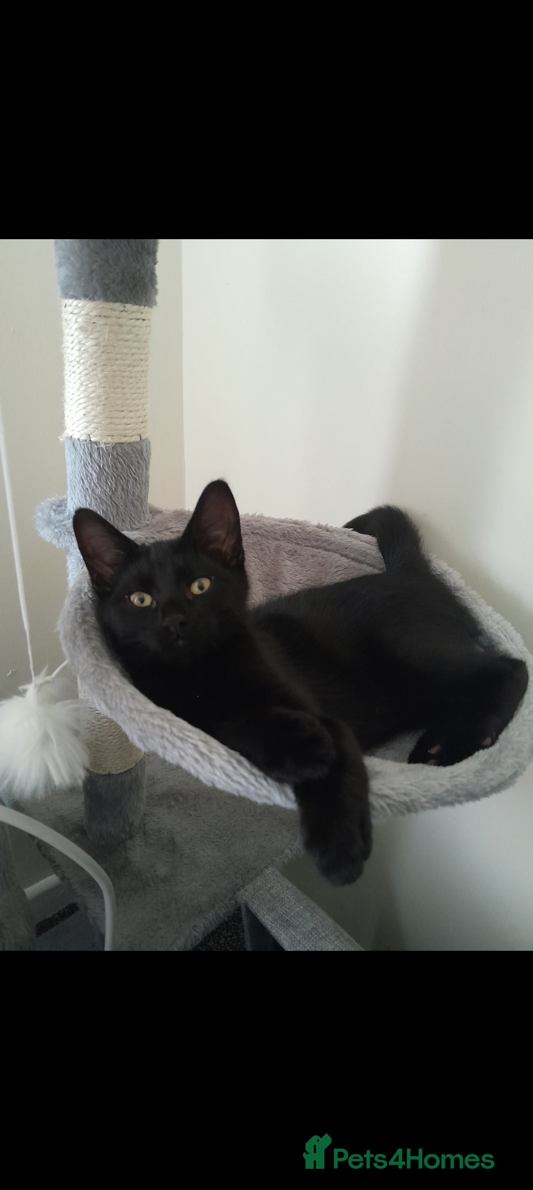Domestic Shorthair cats for sale: 2 Beautiful boys need rehoming - Image 4