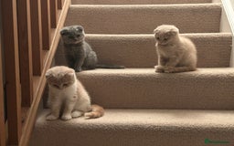 Scottish Fold cats for sale: 🩷🩷🌸Scottish Straight Girl Ready now 🩷🌸 in Haywards Heath - Image 26