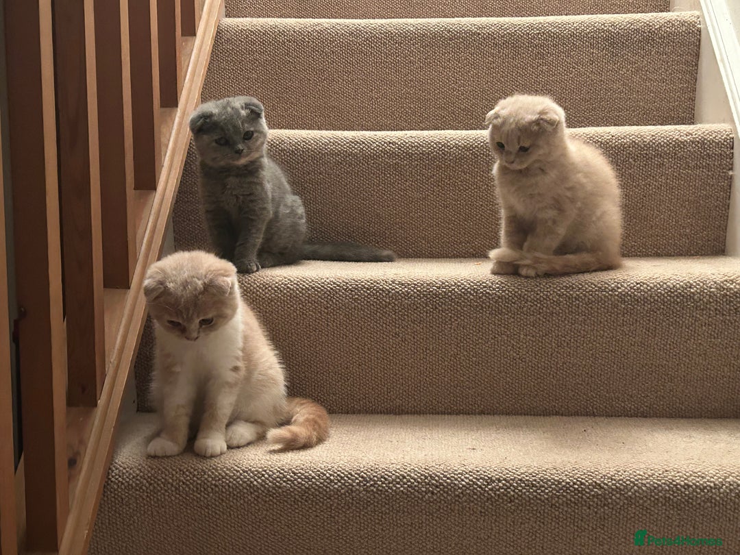 Scottish Fold cats for sale: 🩷🩷🌸Scottish Straight Girl Ready now 🩷🌸 in Haywards Heath - Image 26