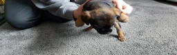 Border Terrier dogs for sale: Border terrier pups - Advert 6