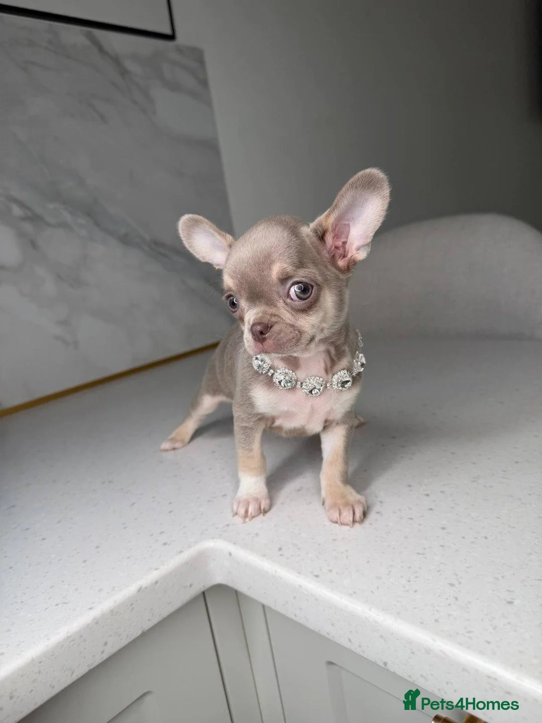 Chihuahua dogs for sale: Four Little Charms, Unique Personalities chihuahau - Advert 5