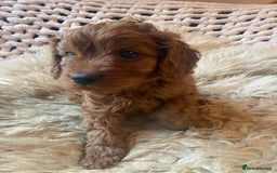 Cavapoo dogs for sale: F1 CAVAPOO BOY,READY NOW. - Advert 7