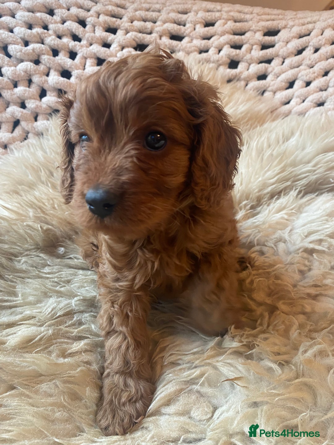 Cavapoo dogs for sale: F1 CAVAPOO BOY,READY NOW. - Advert 7
