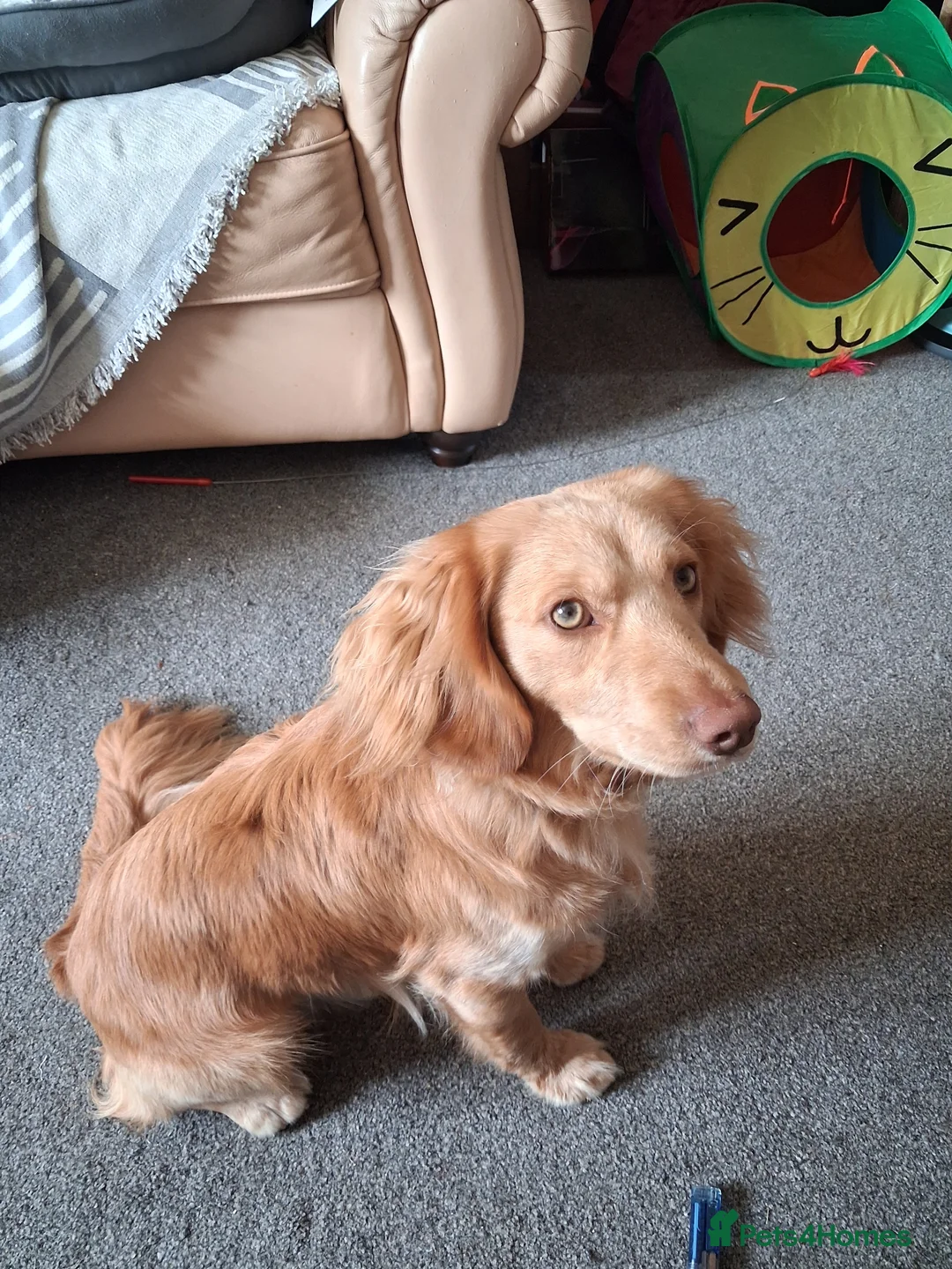 Cockapoo dogs for sale: One year old male Cockapoo in Stoke-on-Trent - Advert 2