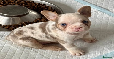 French Bulldog dogs - Advert 9