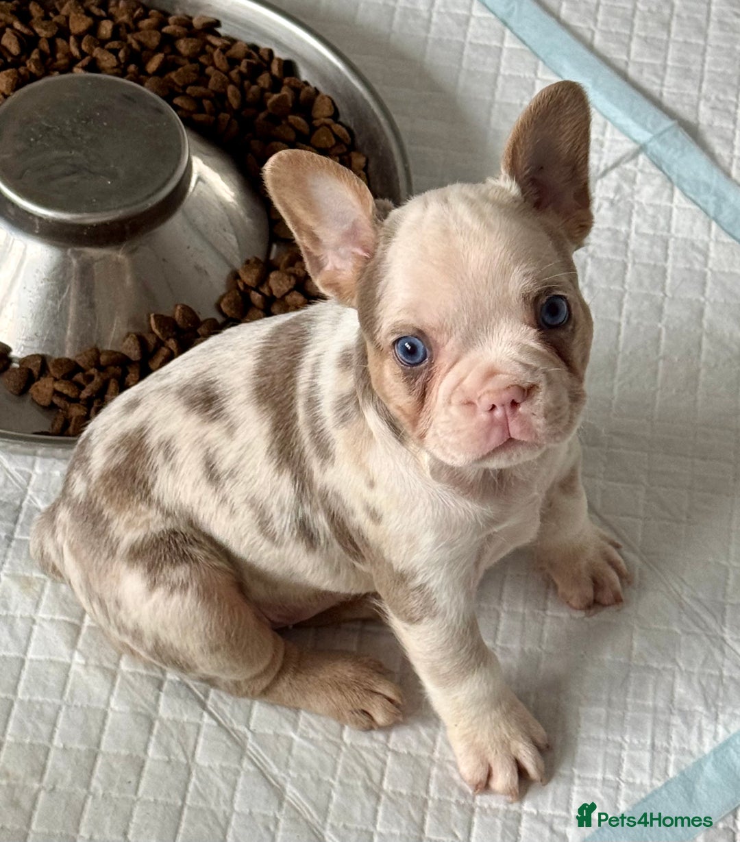 French Bulldog dogs for sale: Ready now! Last two boys! Blue eyed frenchies! - Image 3
