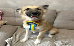 Mixed Breed dogs for sale: Ronnie Male (husky cross) - Image 3