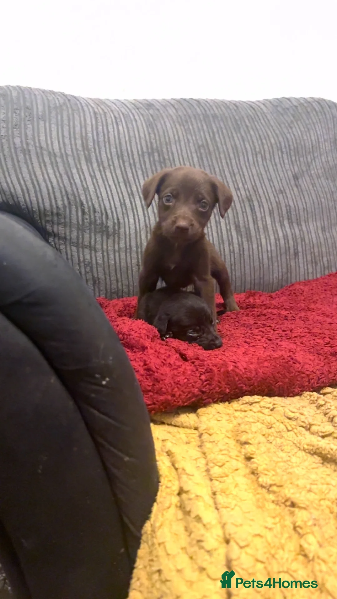 Mixed Breed dogs for sale: Beautiful mixed breed puppies - Advert 1