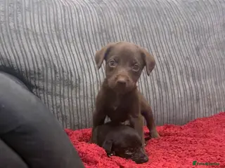 Mixed Breed dogs Beautiful mixed breed puppies - Advert 1