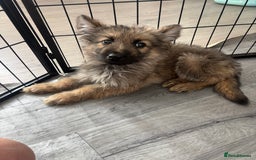 German Shepherd dogs for sale: German Shepard puppies - Image 3