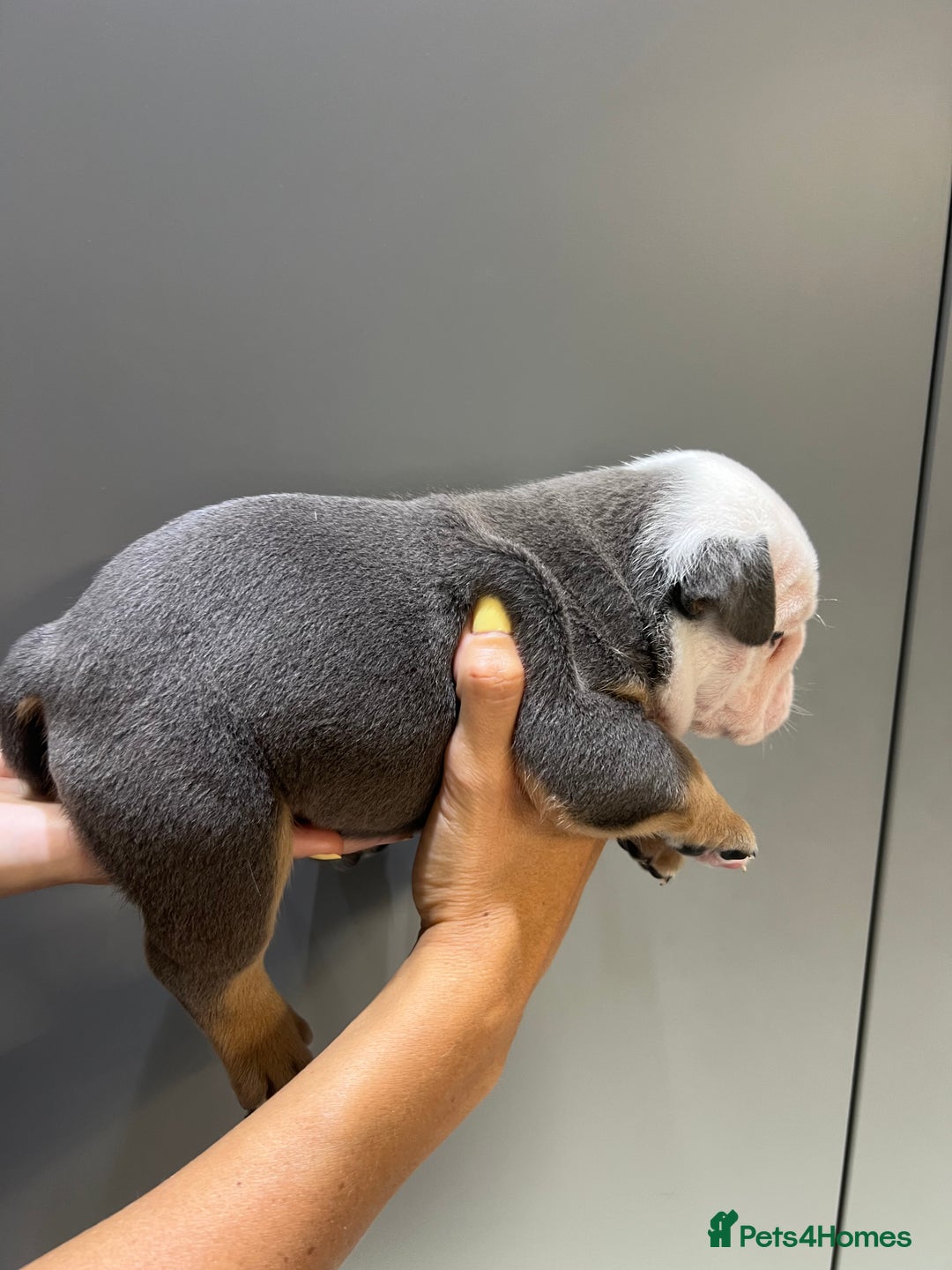 English Bulldog dogs for sale: English Bulldog Puppies - Image 4