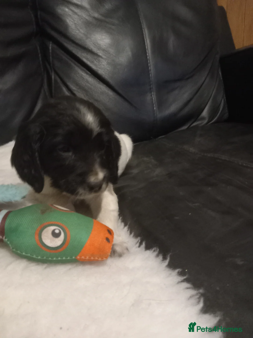 English Springer Spaniel dogs for sale: English springer spaniel  - Advert 3