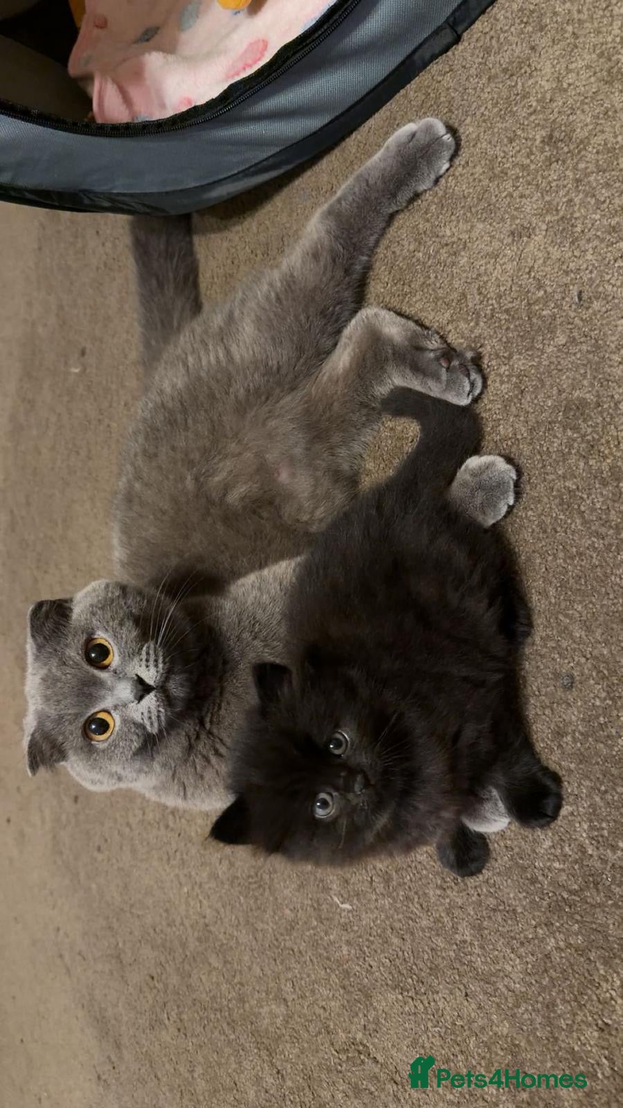 Scottish Fold cats Black scottish fold kitten for sale - Advert 1