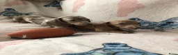 Miniature Dachshund dogs for sale: Miniature dachshund puppies in Bromley - Advert 18