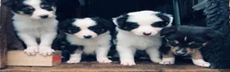 Border Collie dogs for sale: Beautiful Border Collie Puppies Classic Tricolour - Advert 6