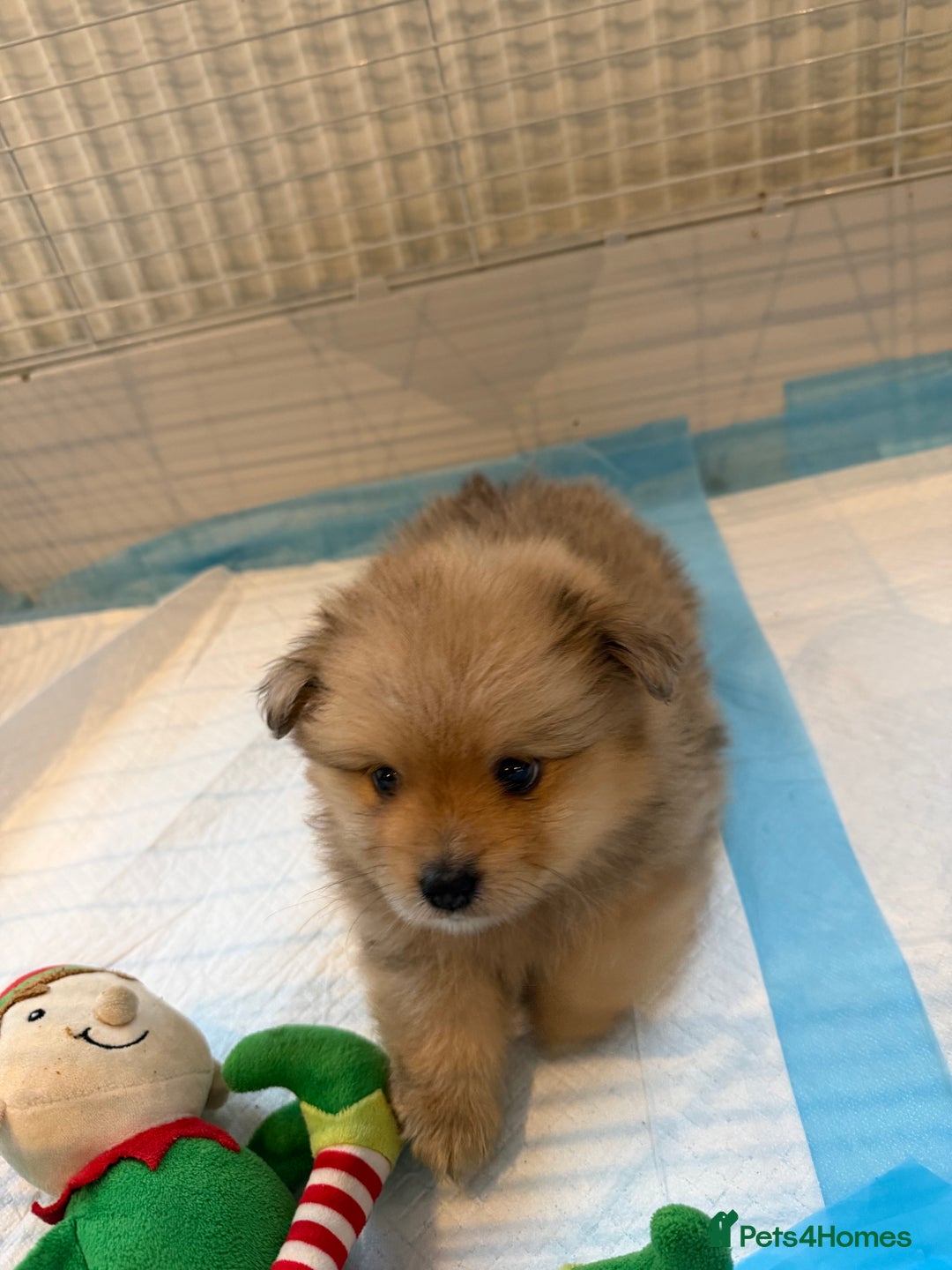 Pomeranian dogs for sale: Pomeranian puppy’s  - Advert 16