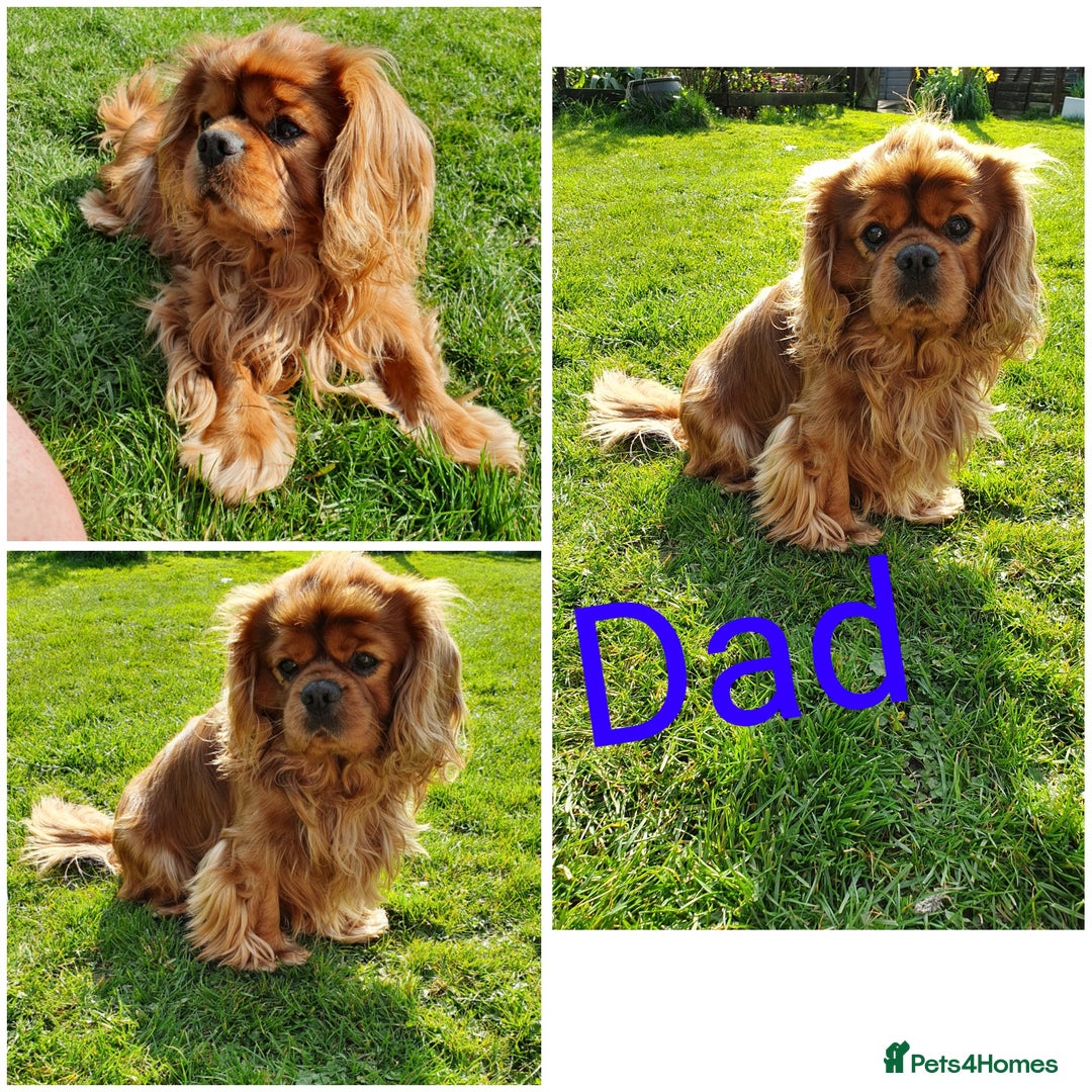 Cavapoo dogs for sale: Cavapoo puppies  - Advert 7