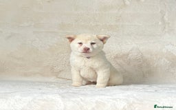 Siberian Husky dogs for sale: Stunning exotic colour chowsky puppies for sale  - Image 38