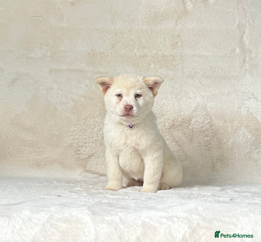 Siberian Husky dogs for sale: Stunning exotic colour chowsky puppies for sale  - Image 38