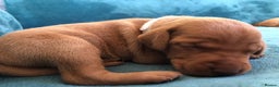 Hungarian Vizsla dogs for sale: Playfull and cheeky hungarian vizsla puppies  - Advert 19
