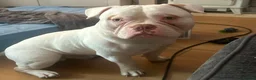 American Bulldog dogs for sale: American bulldog pocket - Advert 2