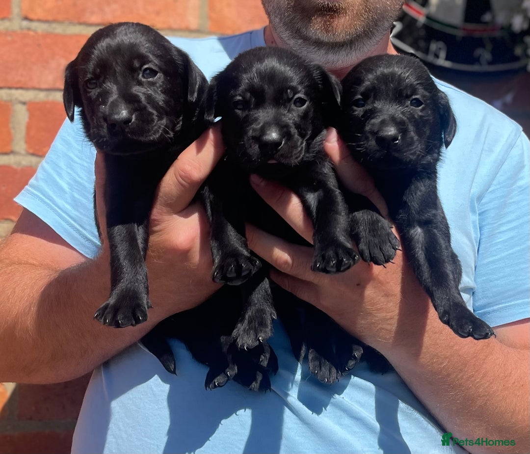 Labrador Retriever dogs for sale: Working Labrador Puppies - Image 7